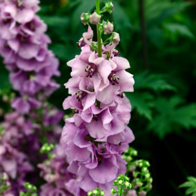 Verbascum Lavender Lass - Compact Perennial, Delicate Lavender Blooms (10-20cm Height Including Pot)