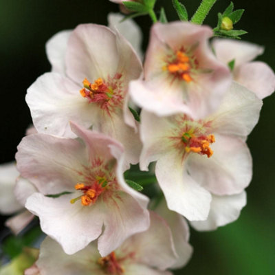 Verbascum phoeniceum Hybrids 1 Litre Potted Plant x 2