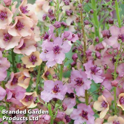 Verbascum Southern Charm Garden Ready - 15 Plants