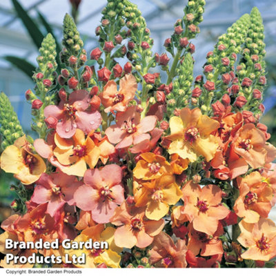 Verbascum Southern Charm Garden Ready - 15 Plants
