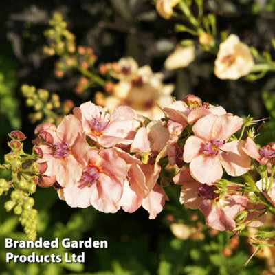 Verbascum Southern Charm Garden Ready - 15 Plants - 3