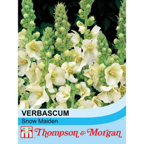 Verbascum x Hybrida Snow Maiden 1 Seed Packet (100 Seeds)