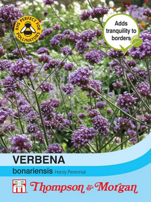 Verbena bonariensis 1 Packet (200 Seeds)