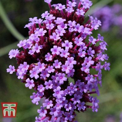 Verbena bonariensis 1 Packet (200 Seeds) - 4