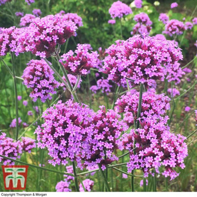 Verbena bonariensis 1 Packet (200 Seeds) - 5