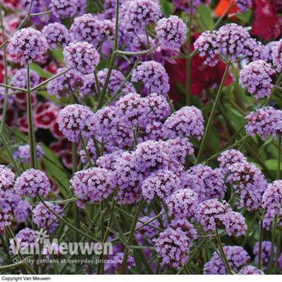 Verbena Bonariensis 15 Garden Ready Plants