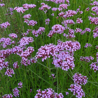 Verbena Bonariensis Argentinian Vervain Tall Upright Pink Flowering ...
