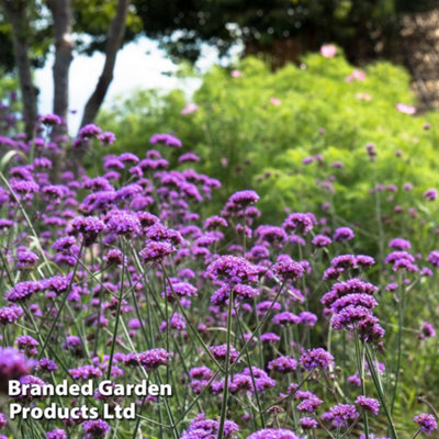 Verbena Bonariensis Garden Ready - 30 Plants