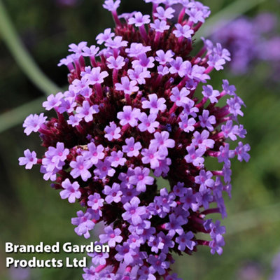 Verbena Bonariensis Garden Ready - 30 Plants - 3