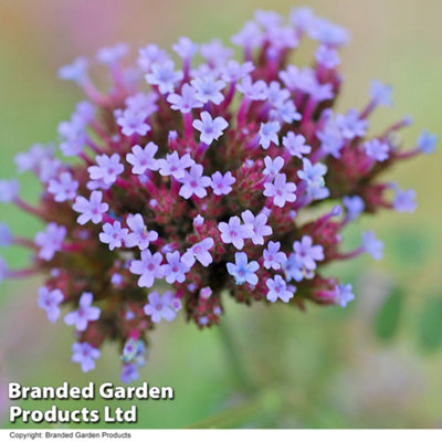 Verbena Bonariensis Garden Ready - 30 Plants - 4