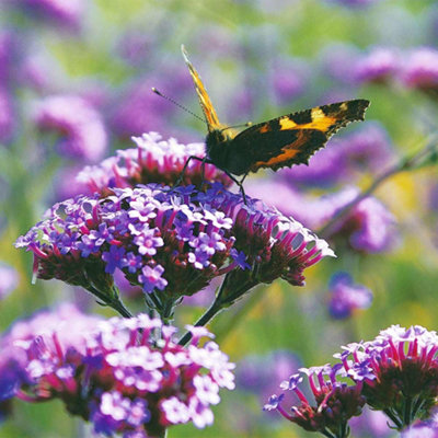 Verbena Bonariensis Garden Ready - 30 Plants - 5