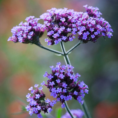 Verbena Bonariensis in 1L Pot - Summer/Autumn Flowering Perennial - Bee & Butterfly Friendly