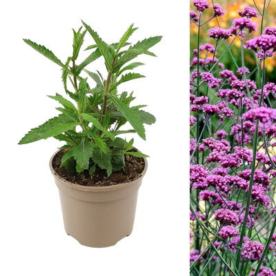 Verbena Bonariensis in 1L Pot - Summer/Autumn Flowering Perennial - Bee & Butterfly Friendly