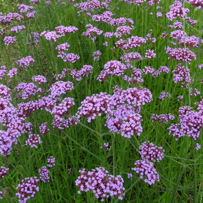 Verbena Bonariensis in 1L Pot - Summer/Autumn Flowering Perennial - Bee & Butterfly Friendly - 3