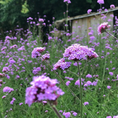 Verbena Bonariensis in 1L Pot - Summer/Autumn Flowering Perennial - Bee & Butterfly Friendly - 4