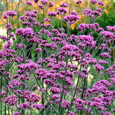 Verbena Bonariensis in 1L Pot - Summer/Autumn Flowering Perennial - Bee & Butterfly Friendly - 5