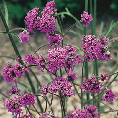 Verbena bonariensis in a 9cm Pot (Pack of 3)