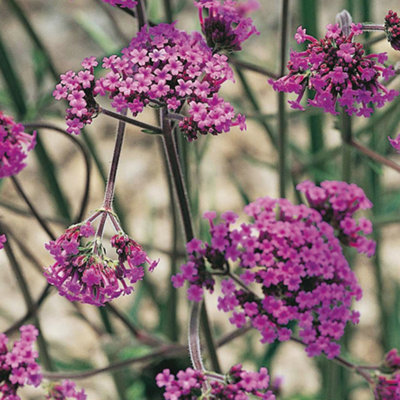Verbena bonariensis in a 9cm Pot (Pack of 3)