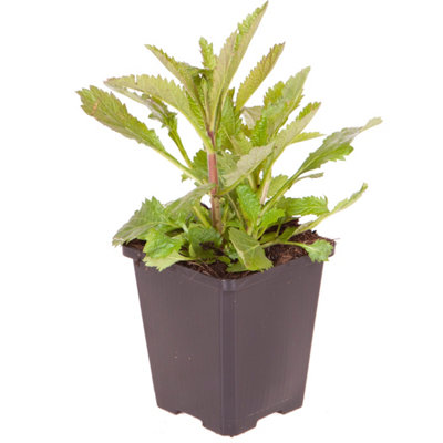 Verbena bonariensis in a 9cm Pot (Pack of 3) - 3