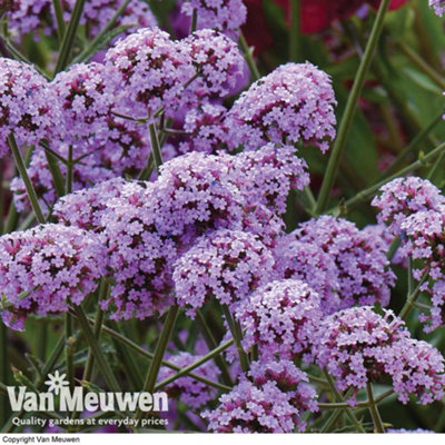 Verbena Buenos Aires 12 Plug Plants