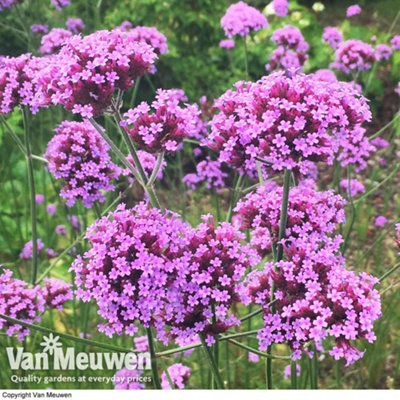 Verbena Buenos Aires 24 Plug Plants