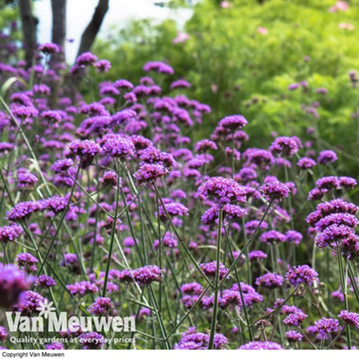 Verbena Buenos Aires 24 Plug Plants - 3