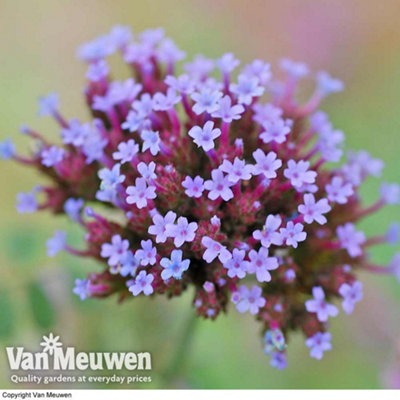 Verbena Buenos Aires 24 Plug Plants - 4