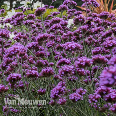 Verbena Buenos Aires 24 Plug Plants - 5