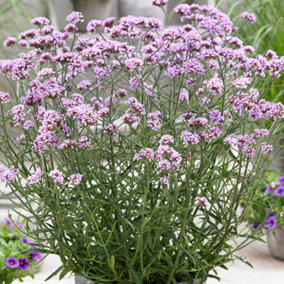 Verbena Lollipop - Compact Perennial, Colorful Blooms (10-20cm Height Including Pot)