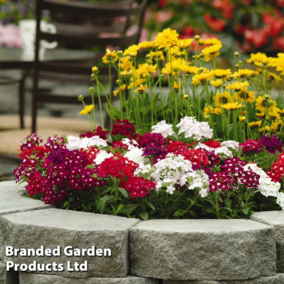 Verbena Quartz 15 Garden Ready Plants - 3