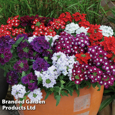 Verbena Quartz 15 Garden Ready Plants - 4