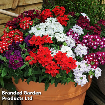 Verbena Quartz 15 Garden Ready Plants - 5