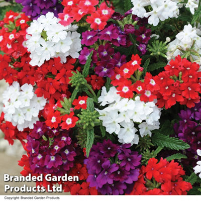 Verbena Quartz 15 Garden Ready Plants - 6