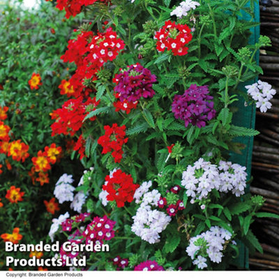 Verbena Quartz 15 Garden Ready Plants - 7