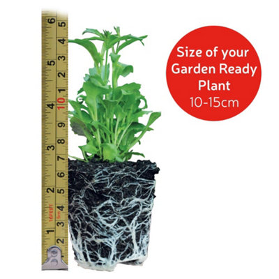 Verbena Quartz 15 Garden Ready Plants - 8