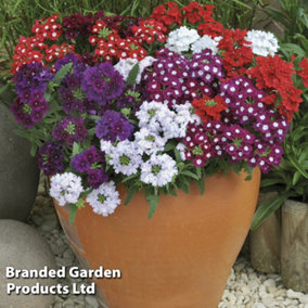 Verbena Quartz Mixed - 24 Plants