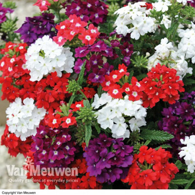 Verbena Quartz Mixed 6 Plug Plants