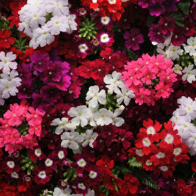 Verbena Quartz XP Mixed Colourful Flowering Bedding Plants for Sale - 6 Pack