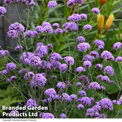 Verbena Royal Dreams 30mm Plug Plant x 10 | DIY at B&Q