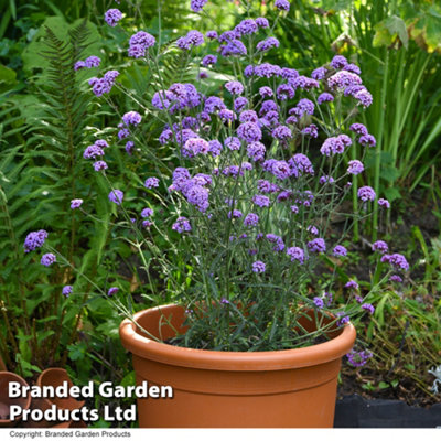 Verbena Royal Dreams 30mm Plug Plant x 1 - 3