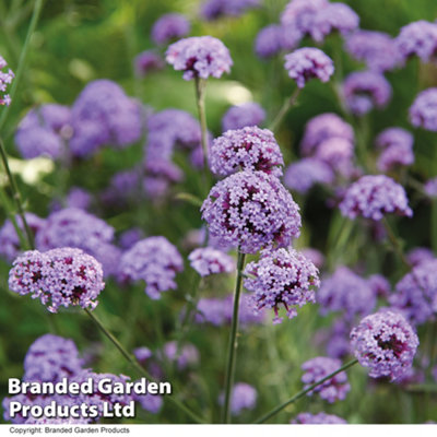 Verbena Royal Dreams 30mm Plug Plant x 5