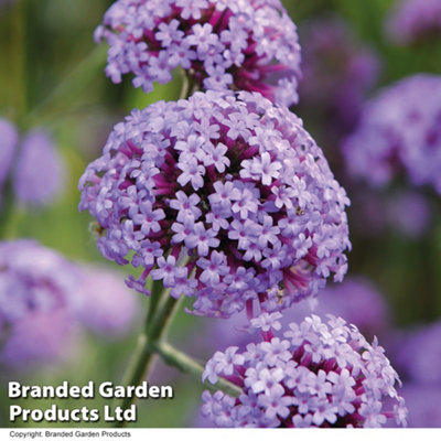 Verbena Royal Dreams 30mm Plug Plant x 5 - 4