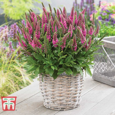 Veronica Bubblegum Candles 3 Jumbo Plug Plants 35mm