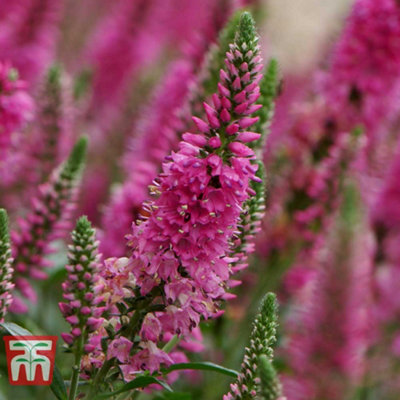 Veronica Bubblegum Candles 3 Jumbo Plug Plants 35mm