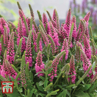 Veronica Bubblegum Candles 3 Jumbo Plug Plants 35mm - 3