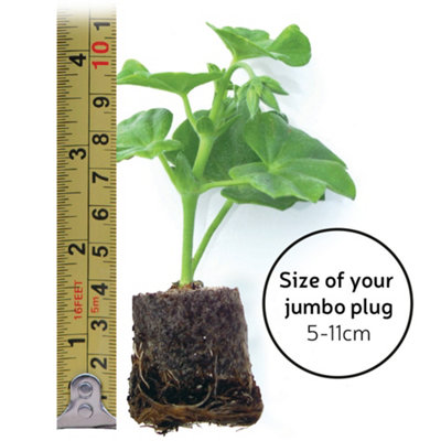 Veronica Bubblegum Candles 3 Jumbo Plug Plants 35mm - 4