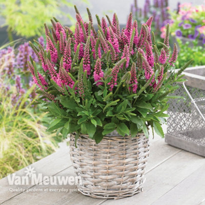Veronica Bubblegum Candles 6 Jumbo Plug Plants 35mm