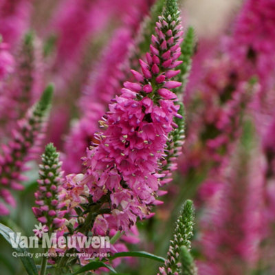 Veronica Bubblegum Candles 6 Jumbo Plug Plants 35mm