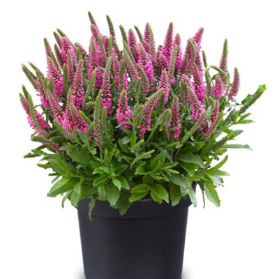 Veronica Bubblegum Candles 9 Jumbo Plug Plants