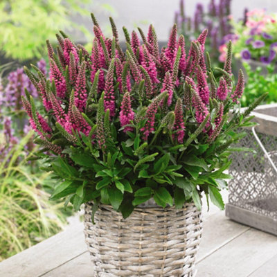 Veronica Bubblegum Candles 9 Jumbo Plug Plants - 3